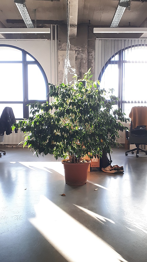 Ficus benjamina im Büro