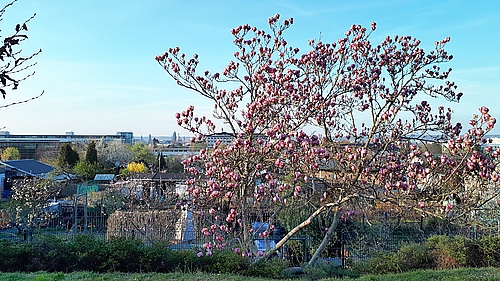 blühende Magnolie