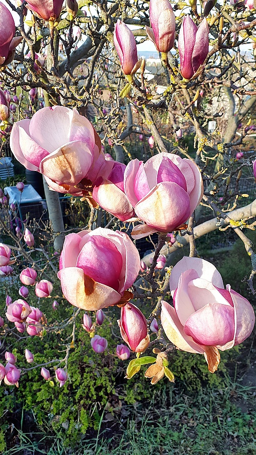 weiß-rosa Blüten einer Magnolie
