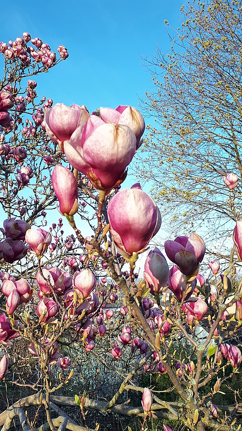 weiß-rosa Blüten einer Magnolie