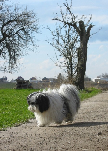 † Mäcki von der Seidenstraße, 17 Jahre