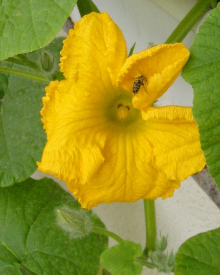Biene in einer Kuerbisbluete
