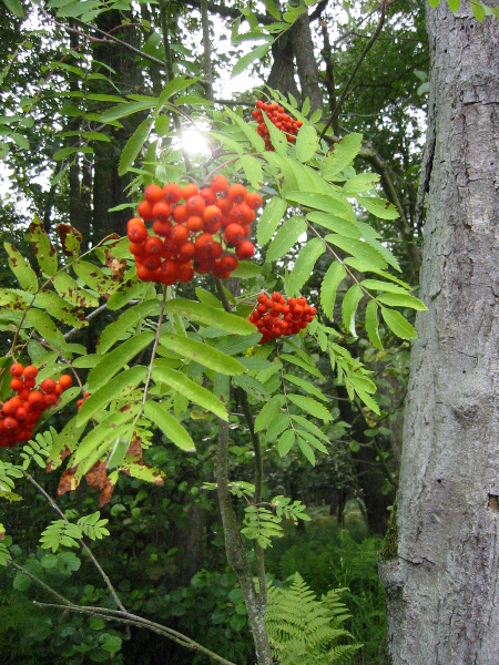 Beeren