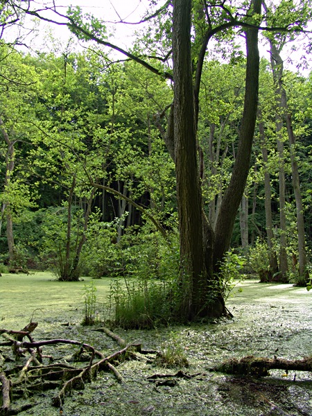 Teich im Moor