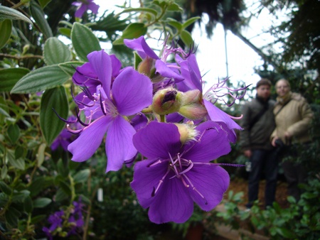 Gewächshaus Botanischer Garten in Köln