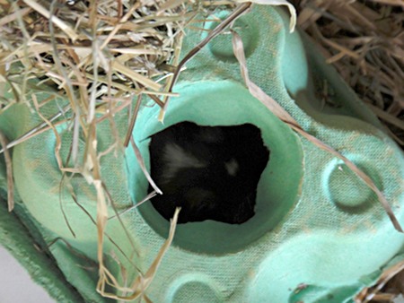 Gerbils, Hermann Staudinger bei der Futtersuche