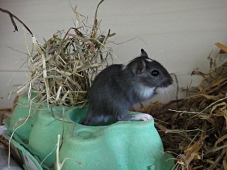 Gerbils, Hermann Staudinger bei der Futtersuche