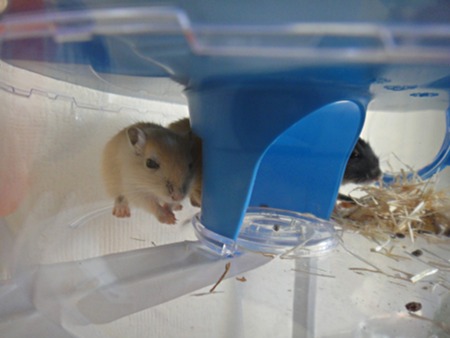 Gerbils gucken zurück