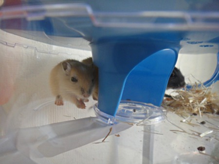 Gerbils gucken zurück