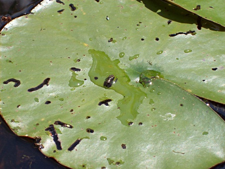 Winziger Frosch im Barkhausenteich