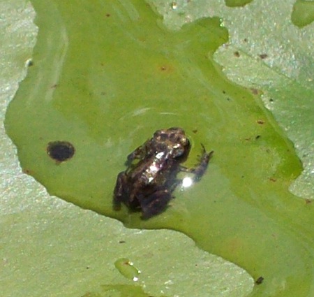 Winziger Frosch im Barkhausenteich