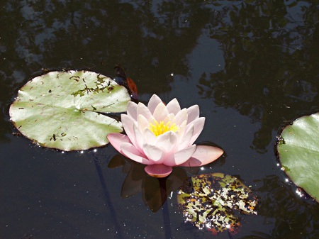 Seerose im Barkhausenteich