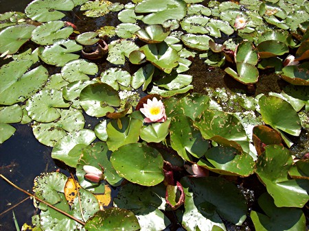 Seerosen im Barkhausenteich