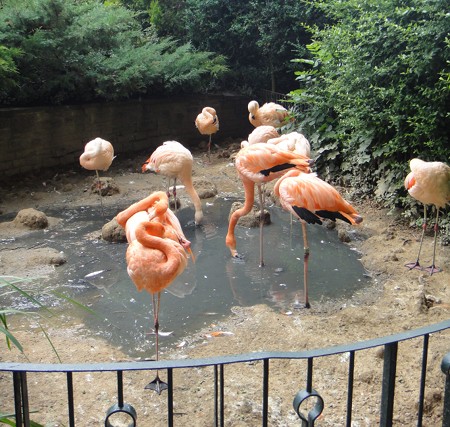 Flamingos, Zoo Leipzig