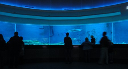 Haifischbecken, Zoo Leipzig