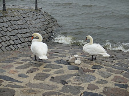 Schwäne im Strelasund, Stralsund