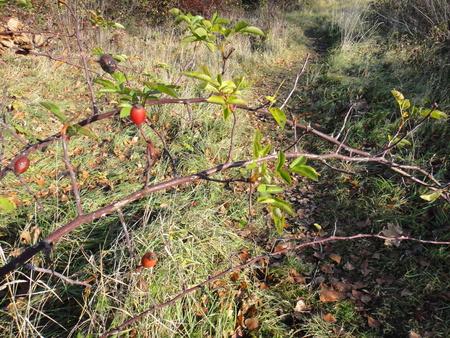 im Herzoginnengarten