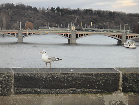 Möwe auf der Karlsbrücke, Prag