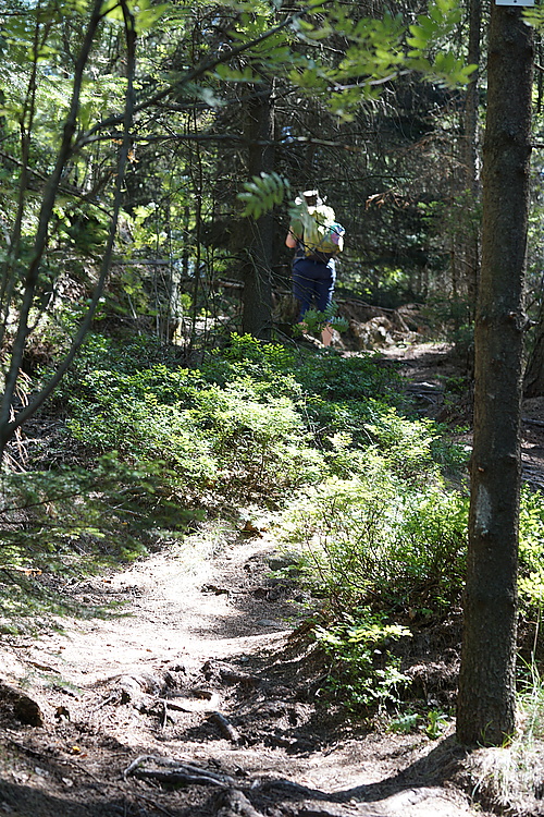 Keine Heidelbeeren im Wald auf dem Töpfer