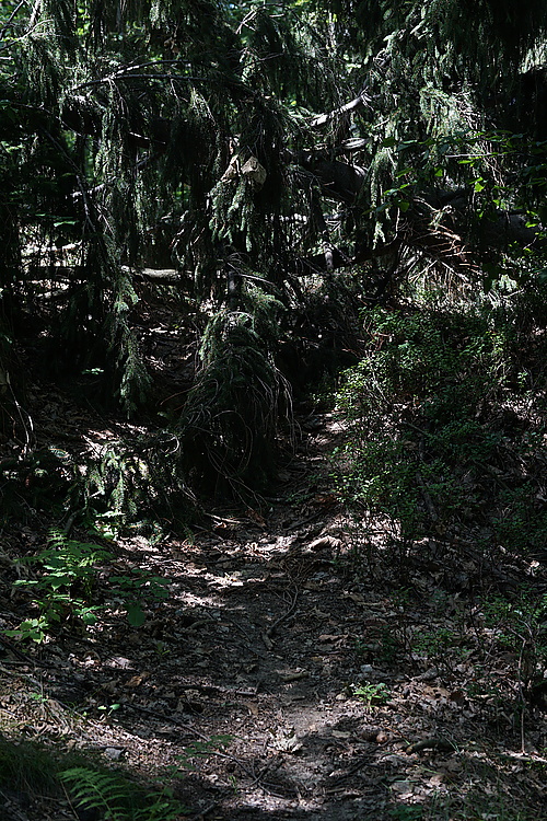 Umgestürzter Baum auf Wanderweg bei Bertsdorf