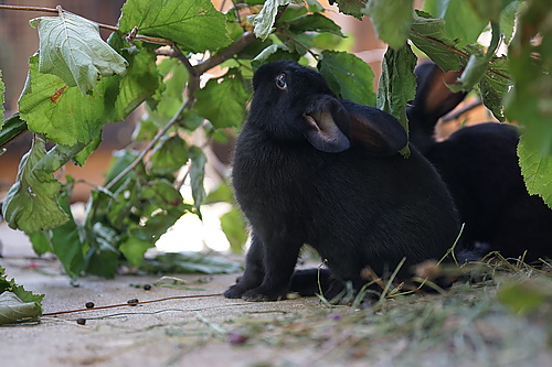 Kaninchen zum streicheln