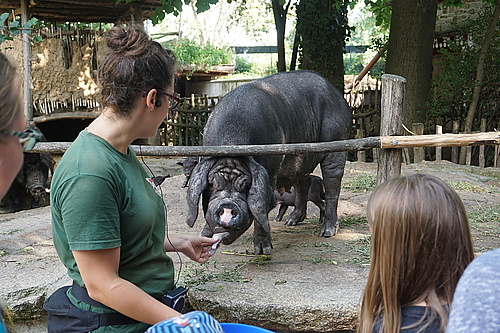 Tierpräsentation Tibetschwein