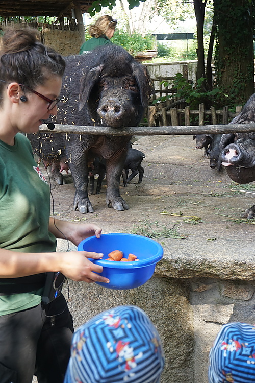 Tierpräsentation Tibetschwein