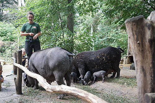 Tierpräsentation Tibetschwein