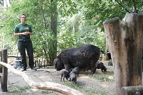 Tierpräsentation Tibetschwein