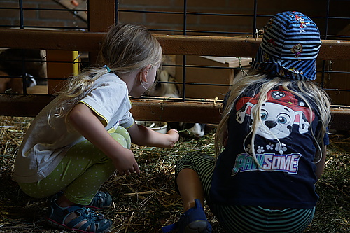 Meerschweinchen zum streicheln im Tierpark Görlitz