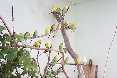 Wellensittich-Haus Tierpark Görlitz