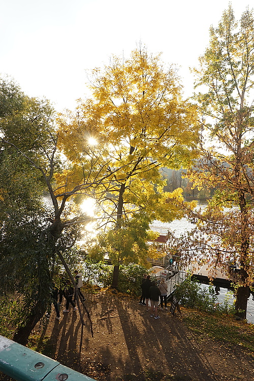 goldene Herbstsonne im Baum an der Moldau in Prag