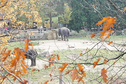 Das Tal der Elefanten, Zoo Prag