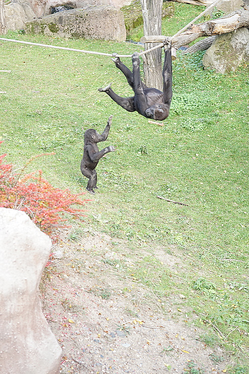 Gorilla Moja, Zoo Prag