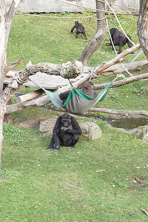 Gorilla Moja, Zoo Prag