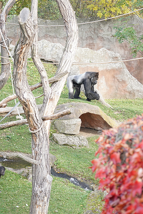 Silberrücken, Zoo Prag