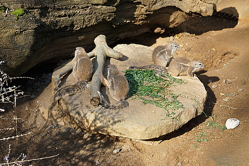 Kap-Borstenhörnchen