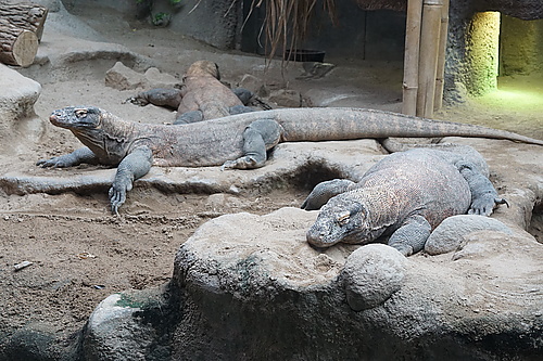 Komodowarane im Zoo Prag