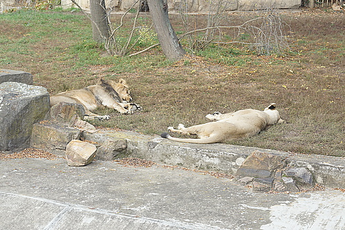 Löwen, Zoo Prag