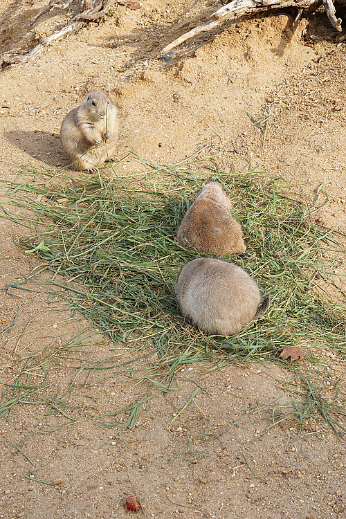 Präriehunde, Zoo Prag