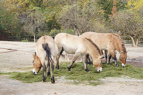 Przewalski-Pferde, Zoo Prag