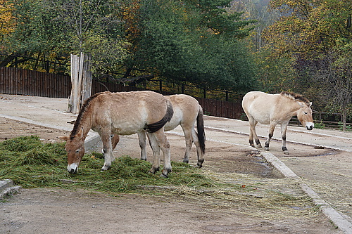 Przewalski-Pferde, Zoo Prag