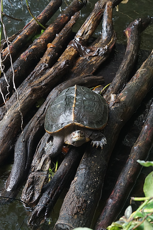 Wasserschildkröte