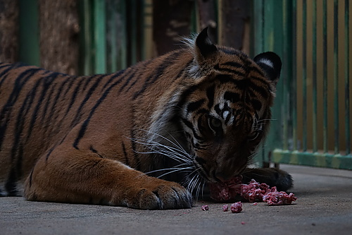 Fütterungszeit bei den Tigern, Zoo Prag