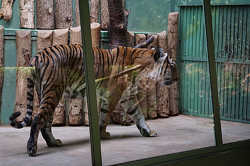 Tiger beim Tigern, Zoo Prag