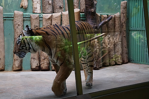 Tiger beim Tigern, Zoo Prag