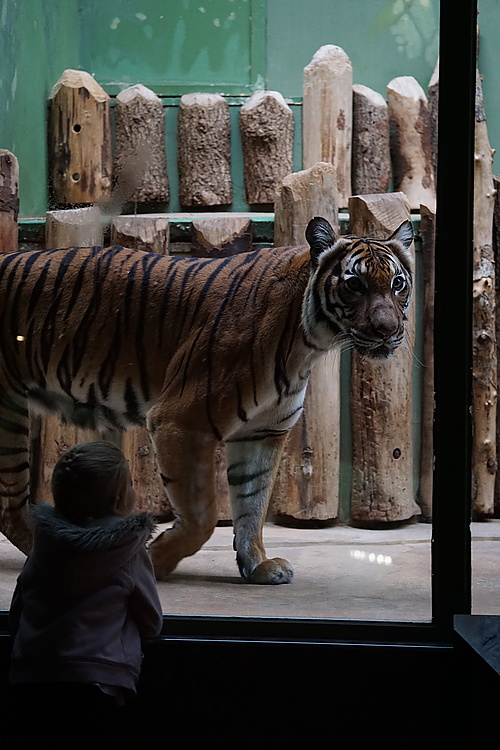 Tiger beim Tigern, Zoo Prag