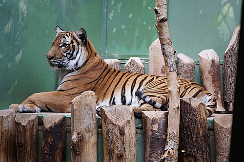 Tiger, Zoo Prag