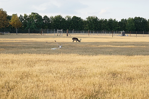 Dammwild im Tierpark Thräna