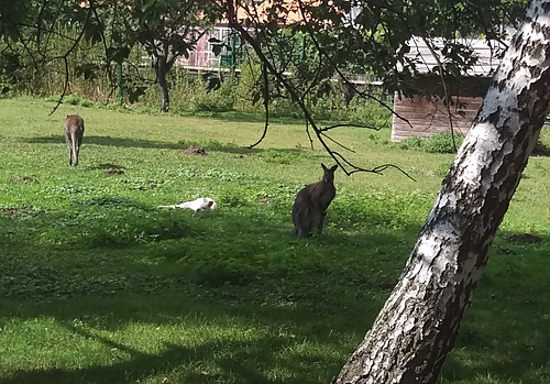 Kängurus am Thürmer-Hof